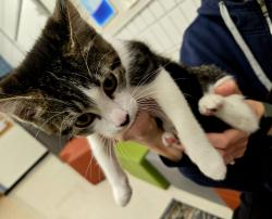 Found/Stray Unknown Cat last seen Killarney and Acadia, Winnipeg, MB R3T 3H9
