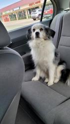 Reunited Female Dog last seen Saratoga, Corpus Christi, TX 78413