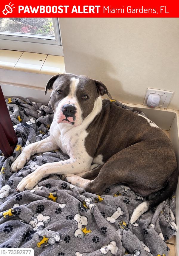 Lost Male Dog last seen Miami Gardens Drive, 47 Ave NW, Miami Gardens, FL 33055