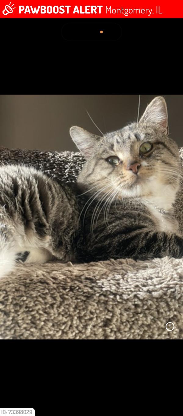 Lost Male Cat last seen shetland lane, Montgomery, IL 60538
