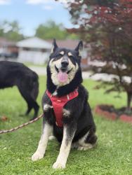 Lost Female Dog last seen Cane Run, Louisville, KY 40211