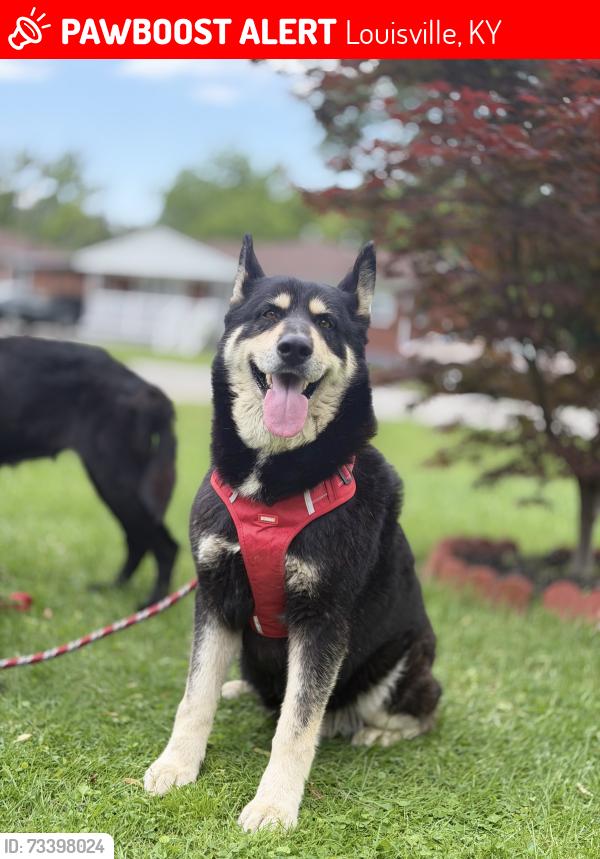 Lost Female Dog last seen Cane Run, Louisville, KY 40211