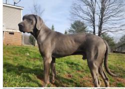 Lost Male Dog last seen Big Creek road and Mills street extension. These roads run parallel with my address, Williamston, SC 29697