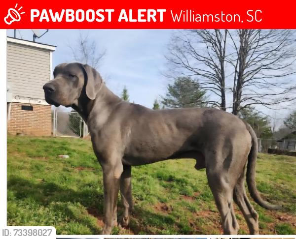 Lost Male Dog last seen Big Creek road and Mills street extension. These roads run parallel with my address, Williamston, SC 29697