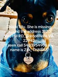 Lost Female Dog last seen Klockner Pentaplast, Gordonsville, VA 22942