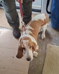 Reunited Female Dog last seen Stoney Ridge Rd, Landenberg Pa, Landenberg, PA 19350