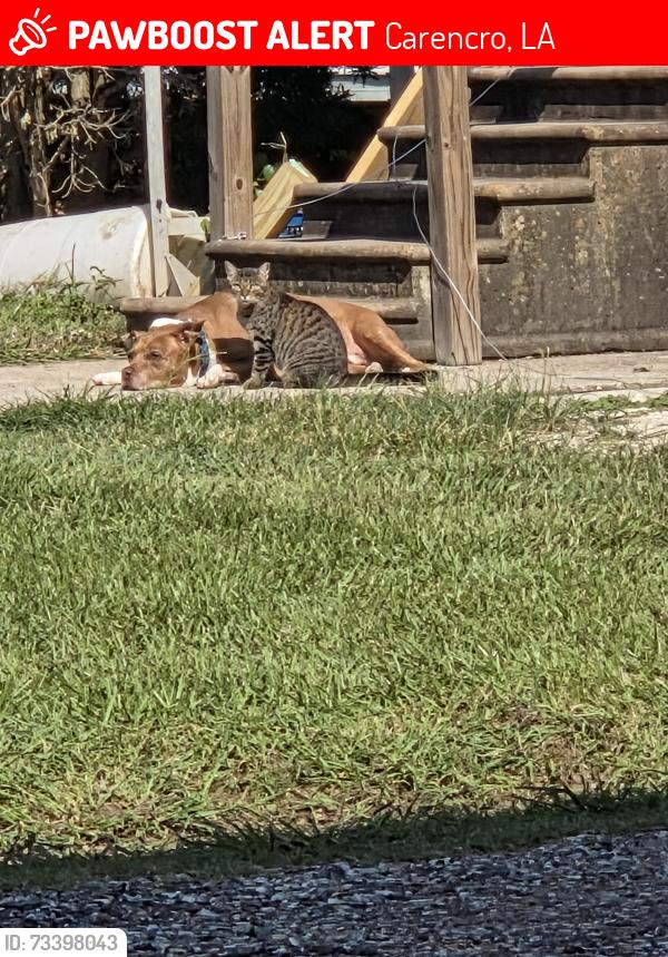 Lost Female Cat last seen Mendell Rd, Carencro, LA 70520