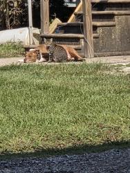 Lost Female Cat last seen Mendell Rd, Carencro, LA 70520