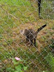 Found/Stray Unknown Cat last seen Glenn Ave, Council Bluffs, IA 51503