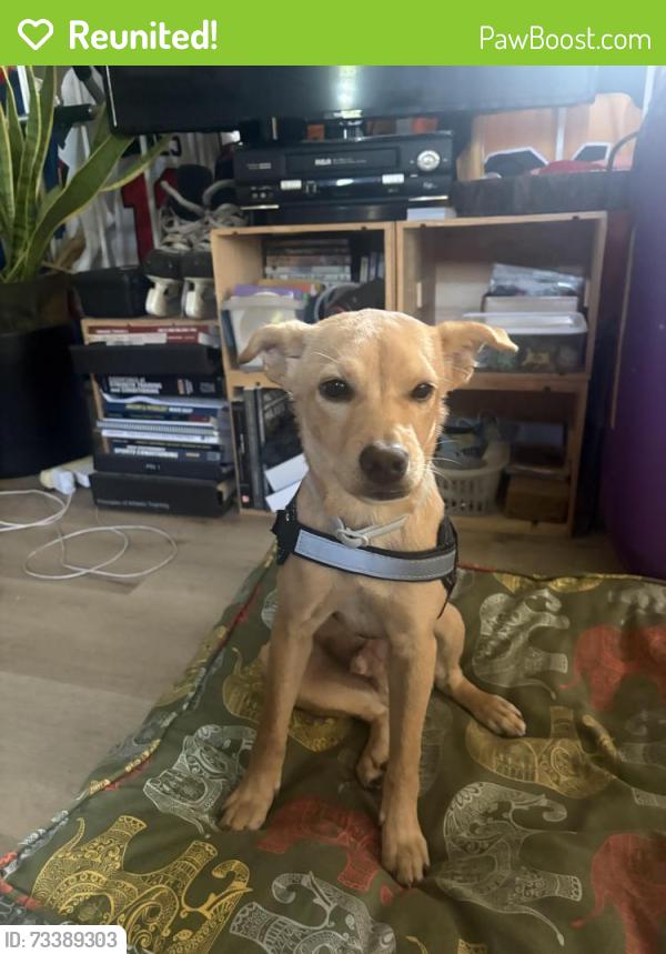 Reunited Male Dog last seen Summer Brook lane and Hillview ave, San Jose, CA 95112