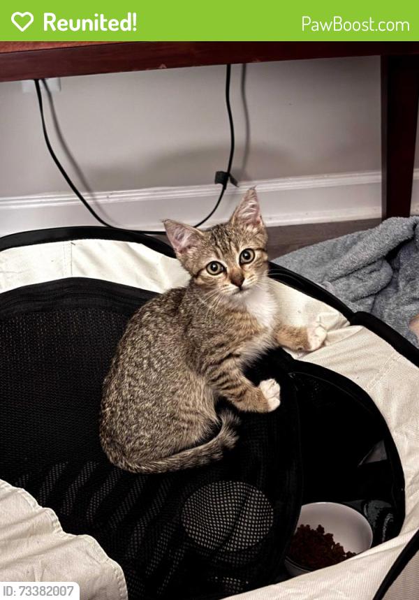 Reunited Male Cat last seen Near Clearbrook Ct, Fort Oglethorpe, GA 30742, USA, Fort Oglethorpe, GA 30742