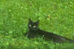 Lost Female Cat last seen On Price St, Bremen, GA 30110