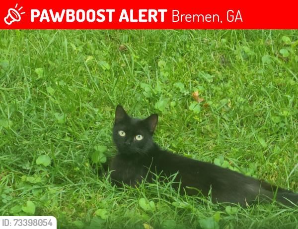 Lost Female Cat last seen On Price St, Bremen, GA 30110