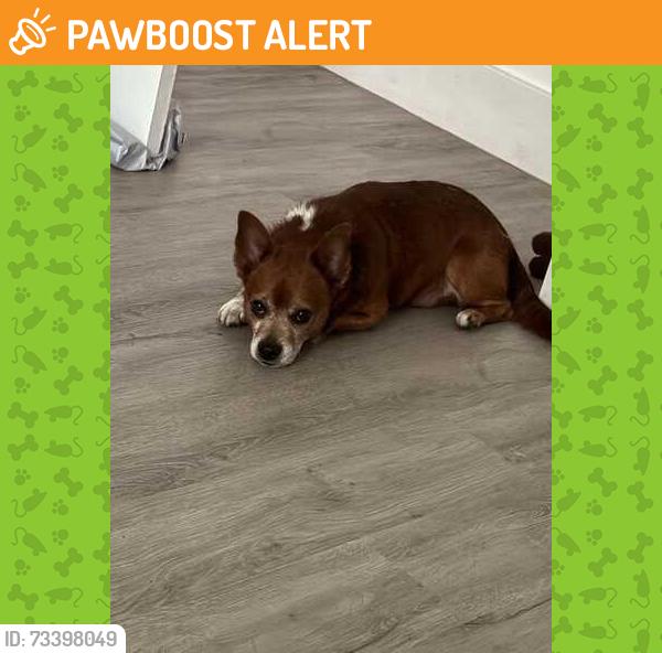 Found/Stray Male Dog last seen 50th and Sligh, East Lake-Orient Park, FL 33617