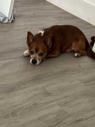 Found/Stray Male Dog last seen 50th and Sligh, East Lake-Orient Park, FL 33617