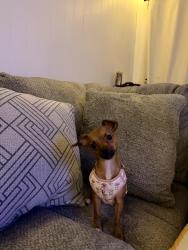 Lost Female Dog last seen Fields across the hse from the street, Jonesborough, TN 37659