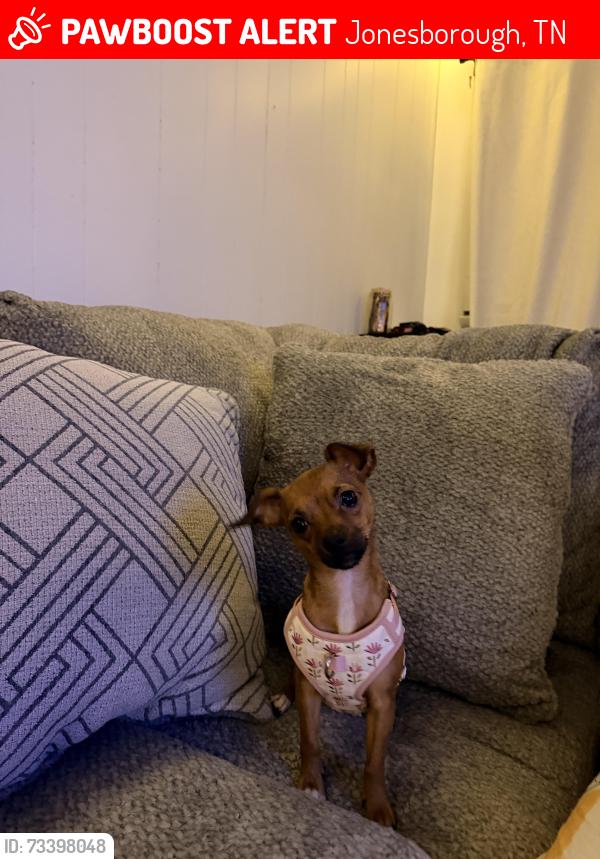 Lost Female Dog last seen Fields across the hse from the street, Jonesborough, TN 37659