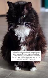 Lost Male Cat last seen Treviso neighborhood, katy-tx, Katy, TX 77493