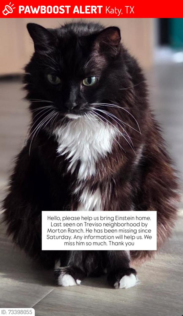 Lost Male Cat last seen Treviso neighborhood, katy-tx, Katy, TX 77493