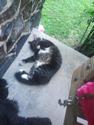 Lost Male Cat last seen Bend of the river area, Rocky Mount, NC 27803