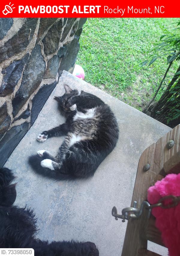 Lost Male Cat last seen Bend of the river area, Rocky Mount, NC 27803