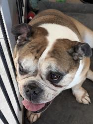 Reunited Female Dog last seen Sunsetcove, Laveen, AZ 85339