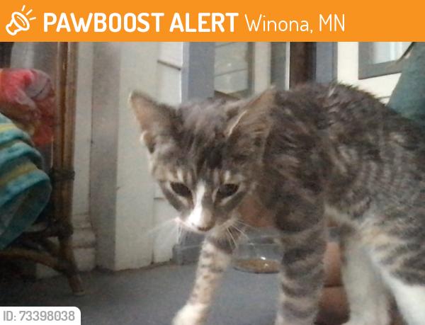 Found/Stray Unknown Cat last seen near Cotter schools, Winona, MN, Winona, MN 55987
