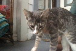 Found/Stray Unknown Cat last seen near Cotter schools, Winona, MN, Winona, MN 55987