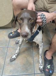 Reunited Male Dog last seen Hwy 85, Buckeye, AZ 85326