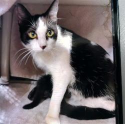 Shelter Stray Female Cat last seen PACIFIC CIRCLE, 4950 SW Triana Blvd, Huntsville, AL 35805, USA