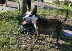 Shelter Stray Female Dog last seen VETERANS DR, 19640 Dogpatch Ln, Land O' Lakes, FL 34638, USA