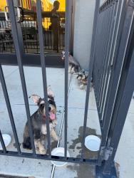 Reunited Unknown Dog last seen 7th St and Moreland, Phoenix, AZ 85006