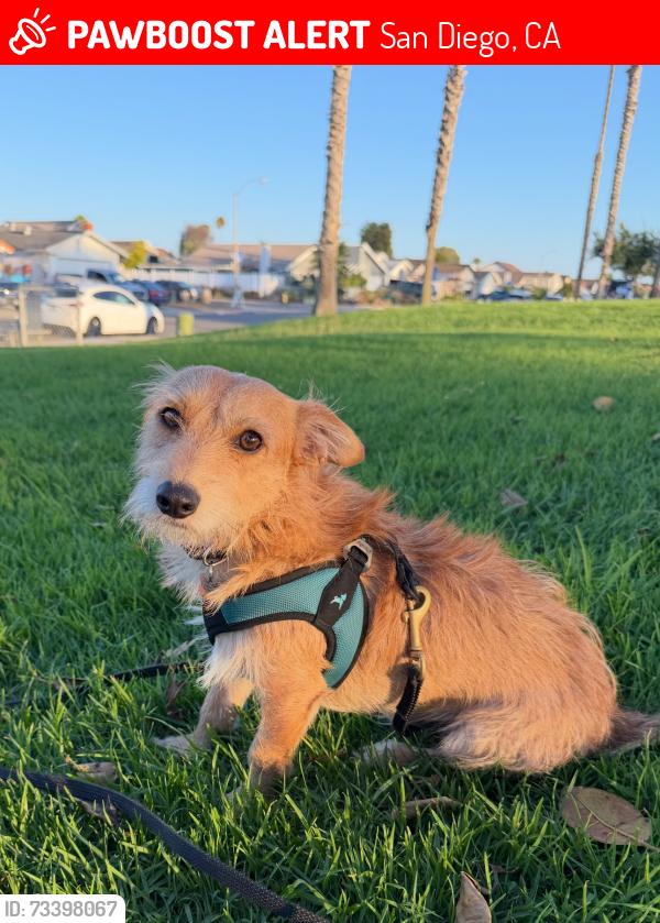 Lost Male Dog last seen Westonhill, San Diego, CA 92126
