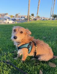 Lost Male Dog last seen Westonhill, San Diego, CA 92126