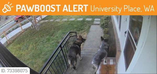 Found/Stray Unknown Dog last seen 35th and Oas, University Place, WA 98466