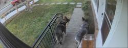 Found/Stray Unknown Dog last seen 35th and Oas, University Place, WA 98466