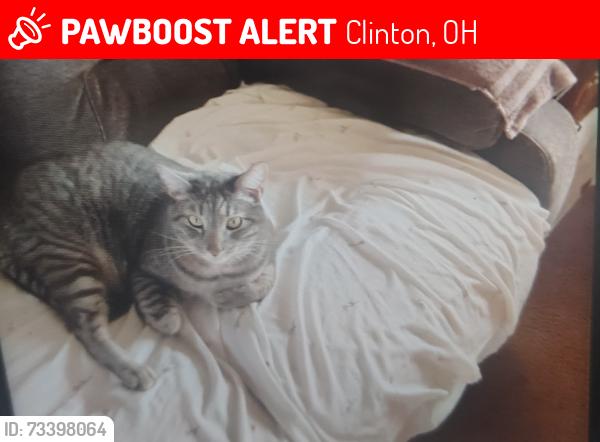 Lost Male Cat last seen Yeager rd, Clinton, OH 44216