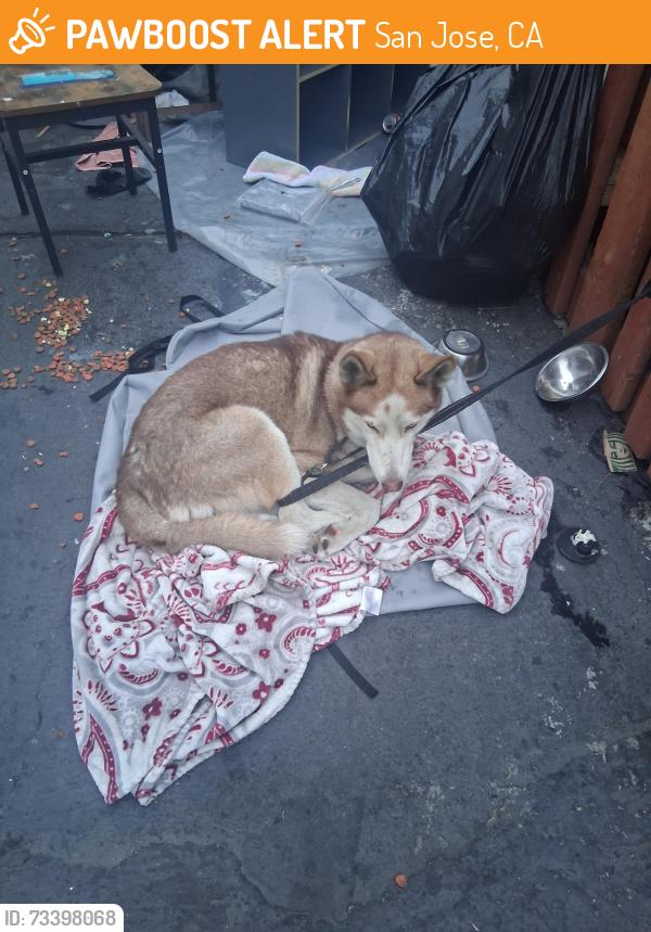 Found/Stray Male Dog last seen N 10 street. And wish, San Jose, CA 95131