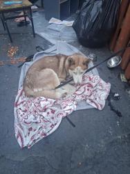 Found/Stray Male Dog last seen N 10 street. And wish, San Jose, CA 95131