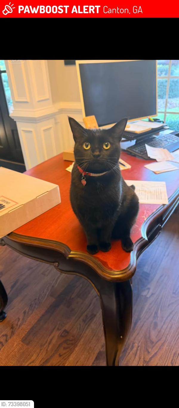 Lost Female Cat last seen Near Golden Wood Trace, Canton GA, Canton, GA 30114