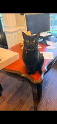 Lost Female Cat last seen Near Golden Wood Trace, Canton GA, Canton, GA 30114