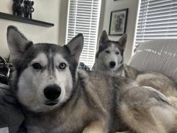 Reunited Male Dog last seen Near W Flanagan St, Avondale, AZ 85323, USA, Avondale, AZ 85323