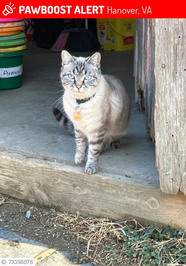 Lost Male Cat last seen Near Williamsville Road, Hanover, VA 23069