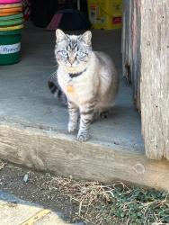 Lost Male Cat last seen Near Williamsville Road, Hanover, VA 23069