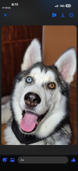 Lost Male Dog last seen Federal and grove st, Denver, CO 80219