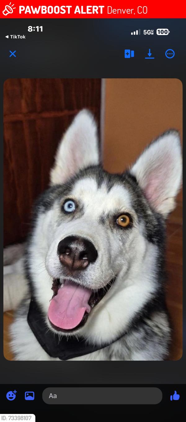 Lost Male Dog last seen Federal and grove st, Denver, CO 80219