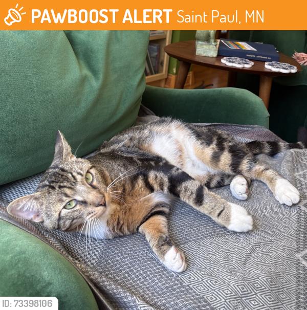 Found/Stray Male Cat last seen Edmund Ave W, South Frogtown, St Paul, Ramsey County, MN, US, 55103., Saint Paul, MN 55103