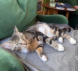 Found/Stray Male Cat last seen Edmund Ave W, South Frogtown, St Paul, Ramsey County, MN, US, 55103., Saint Paul, MN 55103