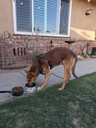 Found/Stray Male Dog last seen Belmont and Rolinda in Fresno County, Fresno County, CA 93723