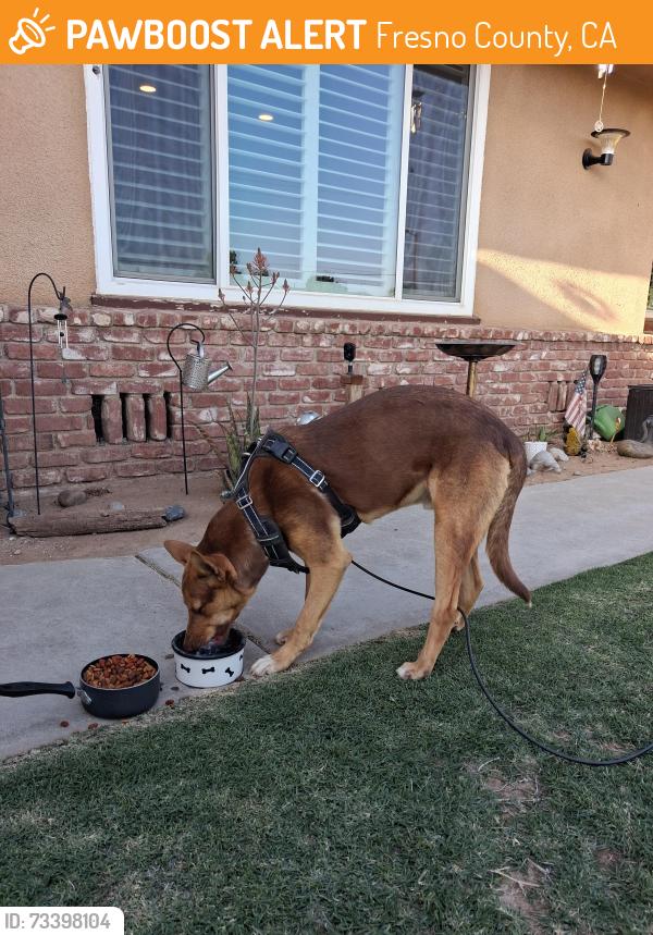 Found/Stray Male Dog last seen Belmont and Rolinda in Fresno County, Fresno County, CA 93723